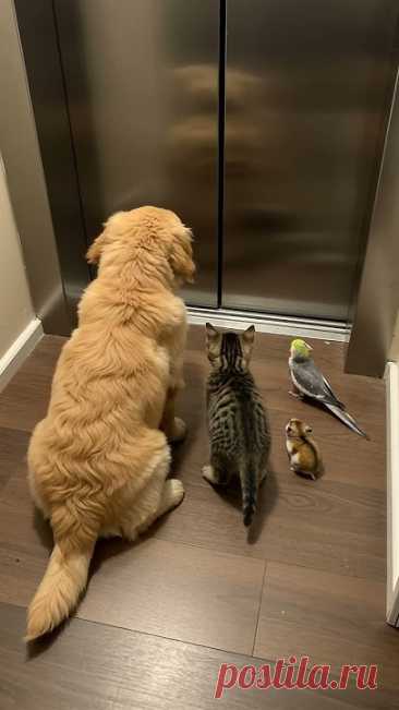 The curious pets stare at the elevator door that won’t open.好奇心いっぱいのペットたちは、開かないエレベーターのドアをじっと見つめています。호기심 많은 동물들이 열리지 않는 엘리베이터 문을 바라보고 있어요.好奇的寵物們盯著打不開的電梯門看。Die...
