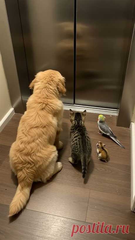 The curious pets stare at the elevator door that won’t open.好奇心いっぱいのペットたちは、開かないエレベーターのドアをじっと見つめています。호기심 많은 동물들이 열리지 않는 엘리베이터 문을 바라보고 있어요.好奇的寵物們盯著打不開的電梯門看。Die...
