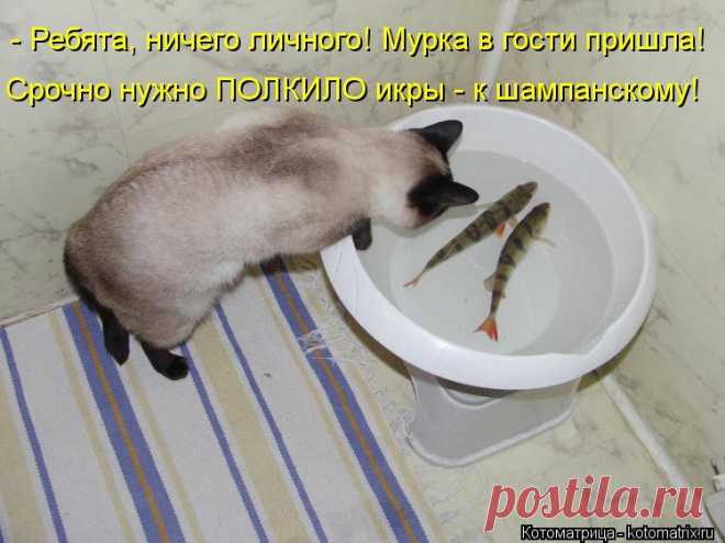 Котоматрица: Случайные котоматрицы