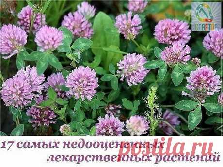 웃 7 ОТЛИЧНЫХ СОВЕТОВ : 
Сохраните, чтобы не потерять. 

СОВЕТ 1 : 17 самых недооцененных лекарственных растений

Многие люди раньше или позже узнают о том, насколько эффективными медицинскими средствами могут быть лекарственные растения. Большинству из нас хорошо известны целебные свойства чеснока, шпината, имбиря и, разумеется, эхинацеи. Однако, существует много других растений, о лечебных качествах которых почти (а порой и вовсе) не упоминается, в то время как их «конкур...