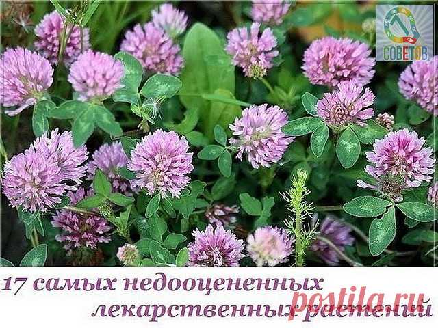 웃 7 ОТЛИЧНЫХ СОВЕТОВ : 
Сохраните, чтобы не потерять. 

СОВЕТ 1 : 17 самых недооцененных лекарственных растений

Многие люди раньше или позже узнают о том, насколько эффективными медицинскими средствами могут быть лекарственные растения. Большинству из нас хорошо известны целебные свойства чеснока, шпината, имбиря и, разумеется, эхинацеи. Однако, существует много других растений, о лечебных качествах которых почти (а порой и вовсе) не упоминается, в то время как их «конкур...