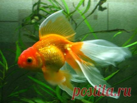 вуалехвост