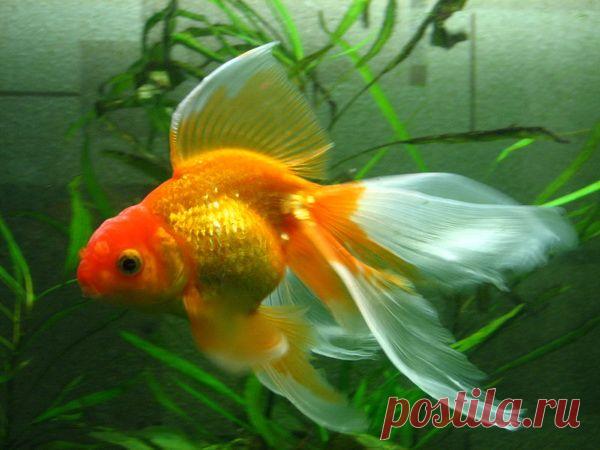 вуалехвост