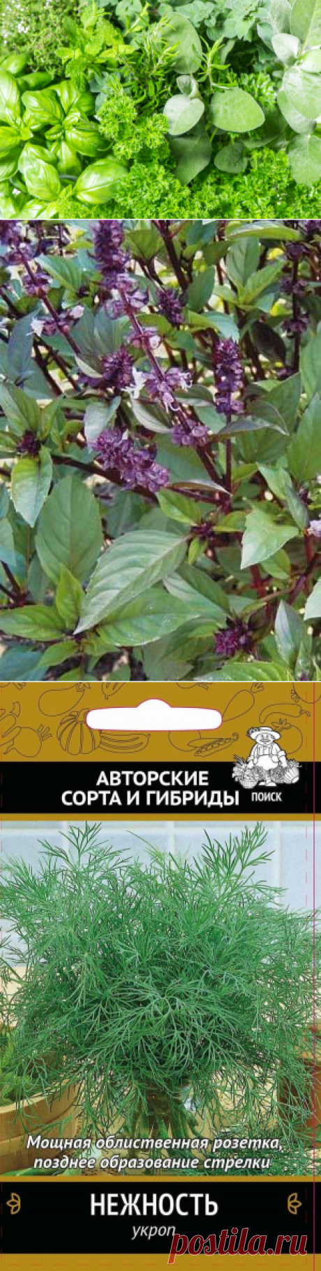 Травы для домашних специй