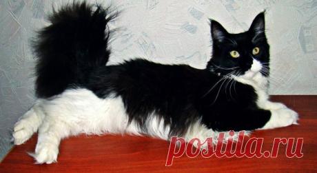 Парень взял домой котенка. Он и не подозревал в какого могучего красавца вымахает эта кроха через год!