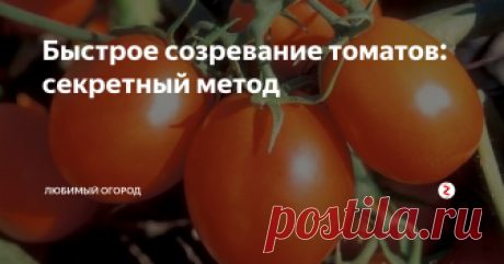 Быстрое созревание томатов: секретный метод Золотое правило быстрого созревания томатов это своевременное внесение подкормок.
В этой статье расскажем секретный рецепт специального напитка для быстрого созревания томатов.
Напиток прост в приготовлений на 10 литров воды нужно накапать 4 капли йода и выливать под каждое растение не менее 2 литров.
Так же после полива таким напитком хорошо будет подкормить помидорки еще одним средством.