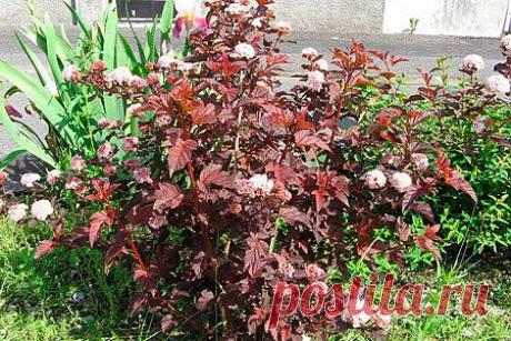 Пузыреплодник калинолистный Lady in Red