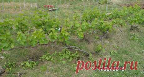 Нагрузка виноградного куста урожаем. | Виноградная Лоза