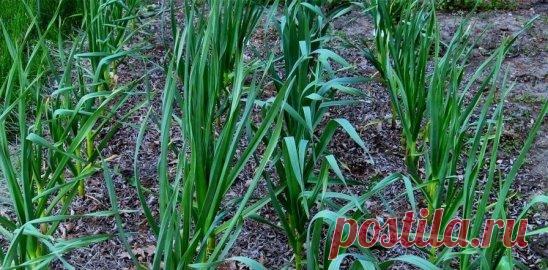 #ОвощеводствоПарники
Подкормка чеснока весной
Чеснок является одной из самых влаголюбивых и холодостойких культур. Чувствительность этой культуры к кислотности почвы очень высока, и поэтому для посадки чеснока предпочтительными являются плодородные и нейтральные почвы.
Подготавливать грядки к посадке следует примерно за тридцать дней до планируемой даты. В почву нужно внести перегной с добавлением суперфосфата калия (на ведро перегноя - одна столовая ложка препарата). Следует добавить в смесь
