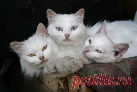 Юмор с пушистым хвостом! Подборка фото для поднятия настроения: в объективе смешные котики! | 😺 ПетКлаб | Яндекс Дзен