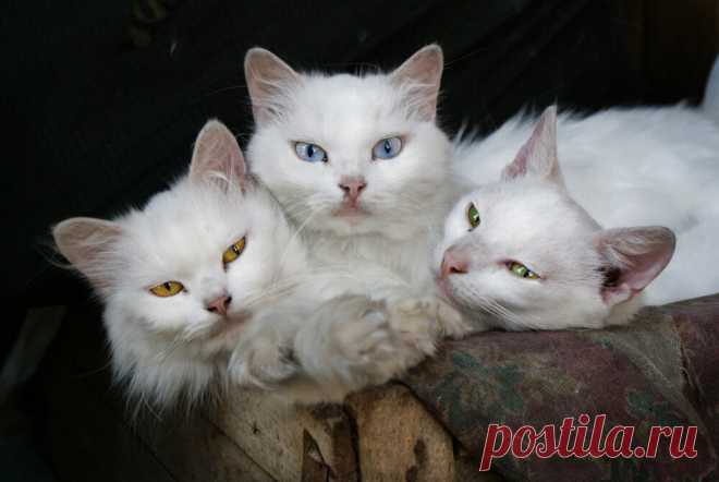 Юмор с пушистым хвостом! Подборка фото для поднятия настроения: в объективе смешные котики! | 😺 ПетКлаб | Яндекс Дзен
