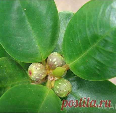 Как ухаживать за фикусом.