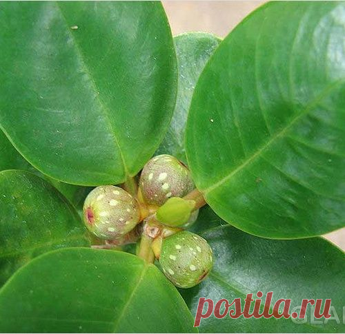 Как ухаживать за фикусом.