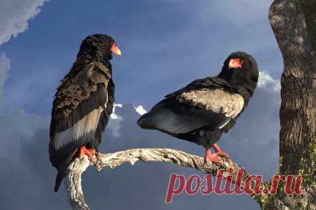 Орёл-скоморох:вгоняет в ужас 160 видов животных.