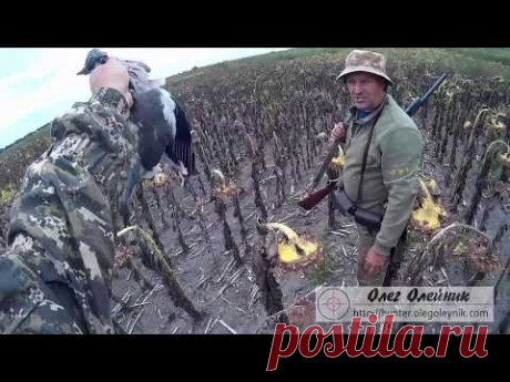 Охота на утку иногда превращается в охоту на вяхиря