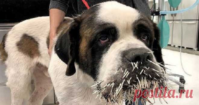 Неприятная встреча: крупный пес попытался подружиться с дикобразом, но ему не повезло… Сенбернары – невероятно добрые и дружелюбные собаки, однако их размеры могут испугать. Поэтому, когда они приближаются к более маленьким животным, те стараются как-то защитить себя от крупного «парня».

Именно это случилось с милым псом по имени Ракус. Встретив на своем пути дикобраза, он никак не