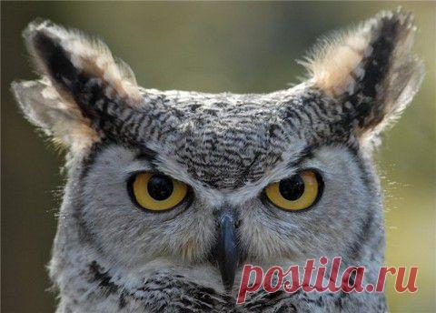 Белый филин — символ Нового 2015 года. | ДОСТОЙНАЯ ЖИЗНЬ НА ПЕНСИИ