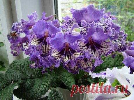 Прекрасный цветок - Стрептокарпус