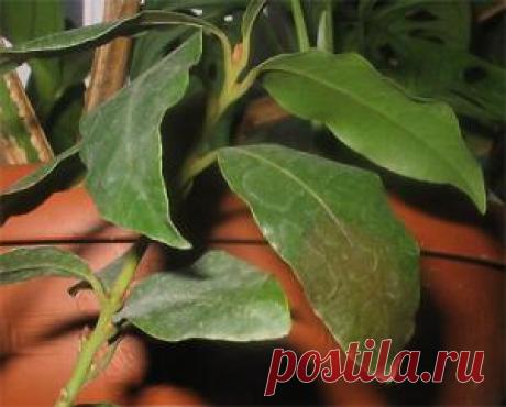 Лавр: уход и содержание, проблемы с листьями - ОБСУЖДАЕМ... - Сад и огород на подоконнике - Форум на HomeFlowers.ru
