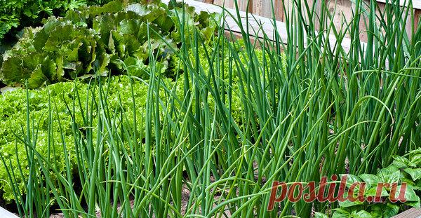 Какие овощи можно посадить в тени | Моя цветущая дача | Яндекс Дзен