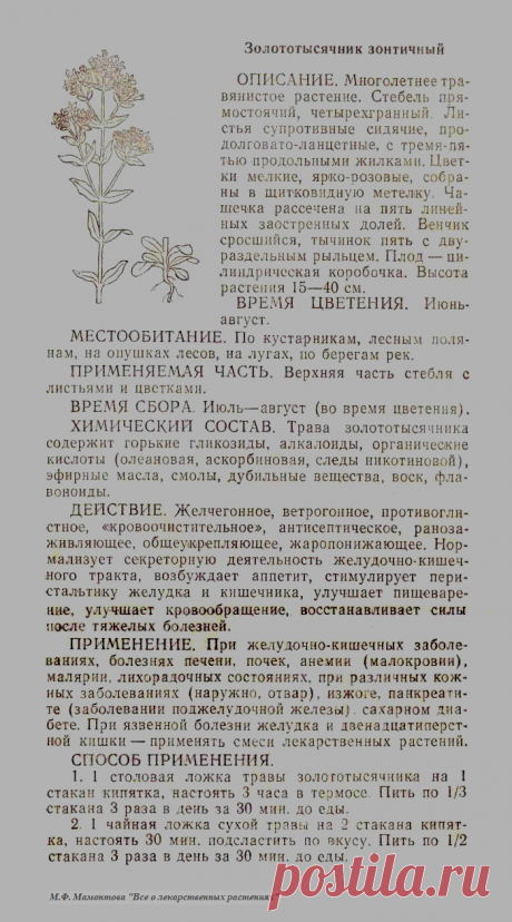 Золототысячник зонтичный