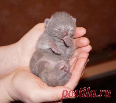 Комочек счастья