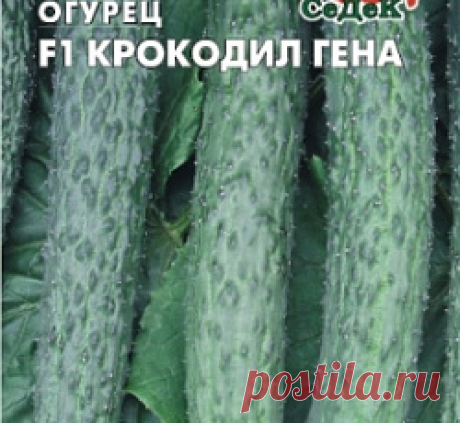 Огурец Крокодил Гена F1 семена - низкая цена, описание, отзывы, продажа