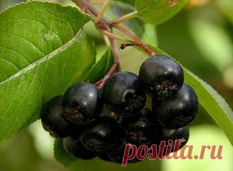 Польза черноплодной рябины