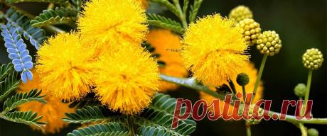 Сногсшибательная цветущая мимоза! | Мой мир в фотографиях