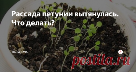 Рассада петунии вытянулась. Что делать? Особенно, когда петуния эта самая  по-прежнему напоминает длинные зеленые волоски с парочкой куцых листочков на макушке. Как сделать петунию крепенькой и толстенькой, да чтобы листочки на цветах вызывали только радость, а не желание «выкинуть все в помойку»?
У меня, по крайней мере, все выглядит пока именно так. Даже трогать петунию для пересадки боязно – уж очень болезненно она выглядит.