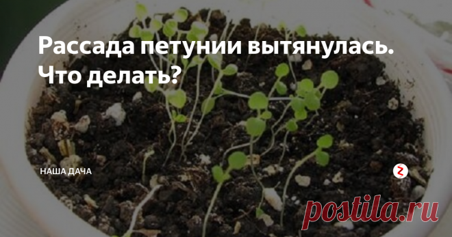 Рассада петунии вытянулась. Что делать? Особенно, когда петуния эта самая  по-прежнему напоминает длинные зеленые волоски с парочкой куцых листочков на макушке. Как сделать петунию крепенькой и толстенькой, да чтобы листочки на цветах вызывали только радость, а не желание «выкинуть все в помойку»?
У меня, по крайней мере, все выглядит пока именно так. Даже трогать петунию для пересадки боязно – уж очень болезненно она выглядит.