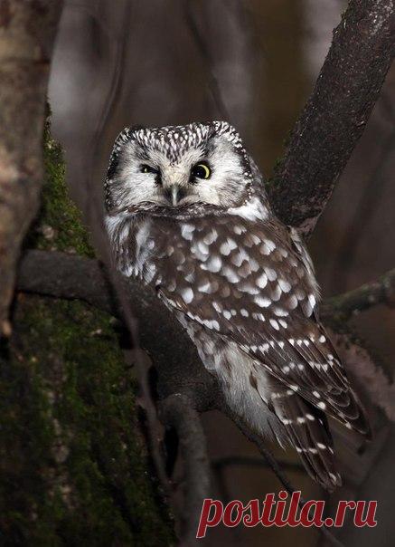 Фото дня. Хмурый сыч.