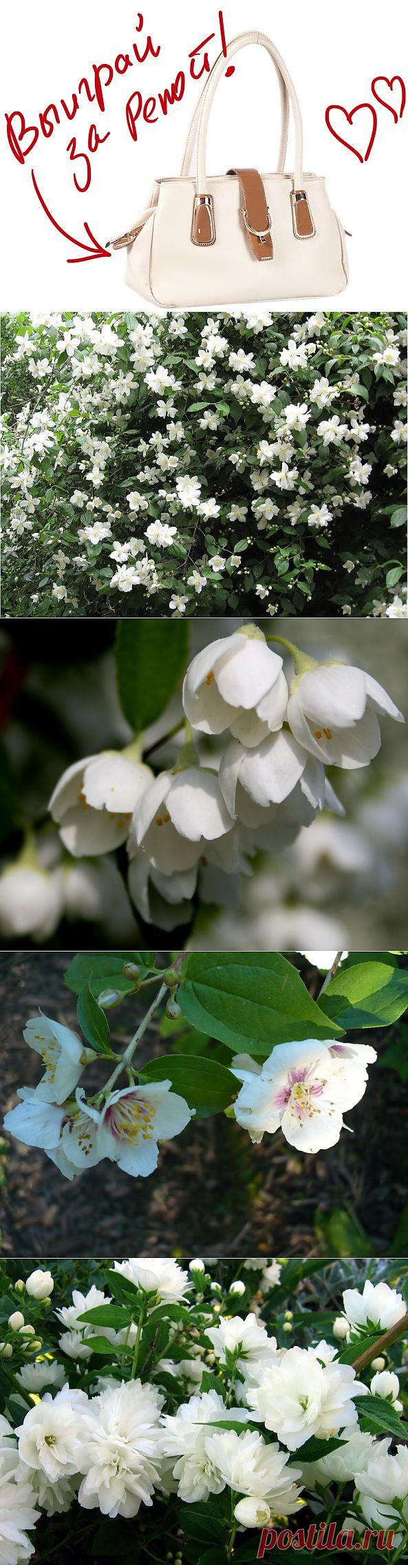 Чубушник - садовый "жасмин". Выиграйте стильную сумку от интернет-магазина Клуб Красоты, разместив любой пост с сайта 7dach.ru в Постиле. Чем больше постов - тем выше шансы. Розыгрыш состоится в понедельник, 16 декабря. В акции участвуют все посты, которые содержат этот текст и фото сумки!