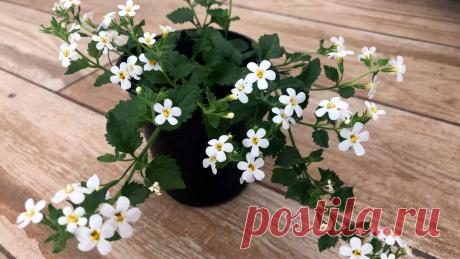 Фото бакопа на клумбе в саду, в кашпо, в горшке и на клумбе