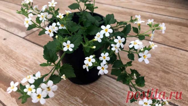 Фото бакопа на клумбе в саду, в кашпо, в горшке и на клумбе