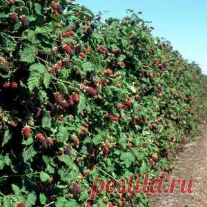 КАК ВЫРАЩИВАТЬ ЕЖЕВИКУ