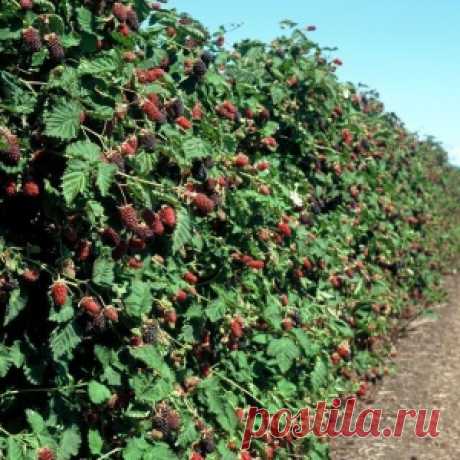 КАК ВЫРАЩИВАТЬ ЕЖЕВИКУ