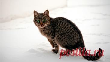 Новогодняя сказка - OGADANIE.RU