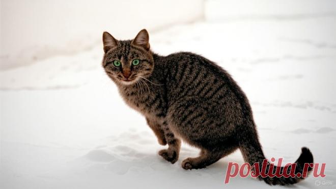 Новогодняя сказка - OGADANIE.RU