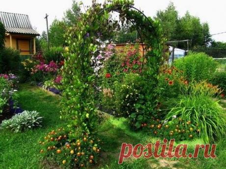 Кобея: выращивание из семян и место растения в дизайне участка | LS