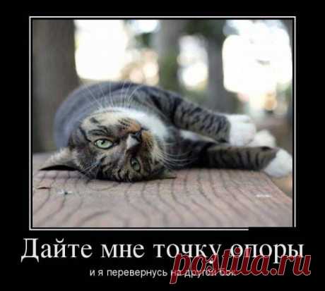 котэ