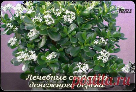 Денежное дерево – лечебные свойства домашнего растения
