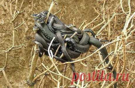 Magnolia 2
91 год, Грузия, Tbilisi