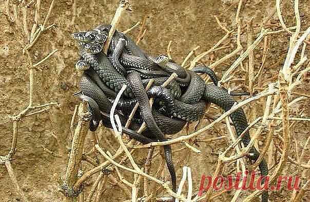 Magnolia 2
91 год, Грузия, Tbilisi