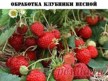 ОБРАБОТКА КЛУБНИКИ ВЕСНОЙ Весенняя обработка клубники — одно из первых дел дачника по возвращению на любимый участок после долгой зимы. После схода снега и наступления первых теплых деньков огородники старой закалки, вооруживш…