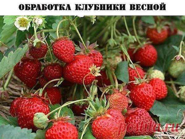 ОБРАБОТКА КЛУБНИКИ ВЕСНОЙ Весенняя обработка клубники — одно из первых дел дачника по возвращению на любимый участок после долгой зимы. После схода снега и наступления первых теплых деньков огородники старой закалки, вооруживш…