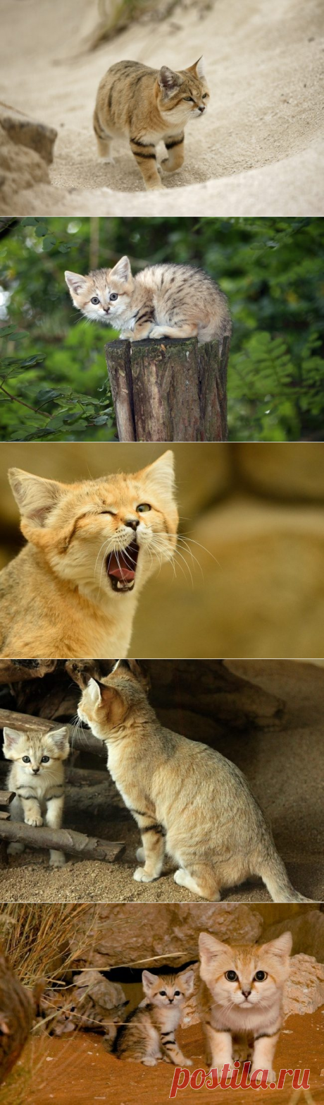 Неуловимый барханный кот / Питомцы