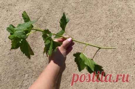 Как размножаю смородину в июне зеленым черенками. Мой легкий способ | Дачные секреты от Виктории Радзевской | Яндекс Дзен