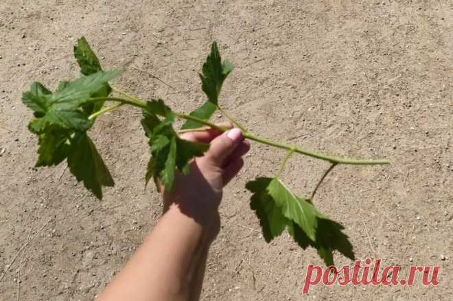 Как размножаю смородину в июне зеленым черенками. Мой легкий способ | Дачные секреты от Виктории Радзевской | Яндекс Дзен