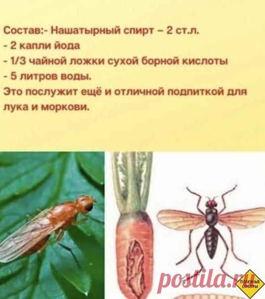 Избaвляeмcя om лyкoвoй и мopкoвнoй мyхи
полезные советы